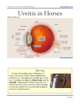 Uveitis In Horses - Seattle Animal Eye Clinic