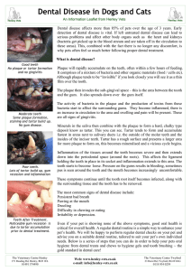 Dental Care - The Veterinary Centre