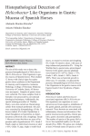 Histopathological Detection of Helicobacter Like Organisms in