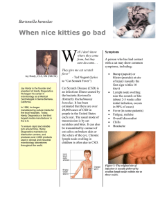 W When nice kitties go bad Bartonella henselae