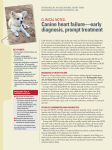 Canine heart failure—early diagnosis, prompt treatment