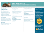 Adult Maine Coon Cat - Banfield Pet Hospital