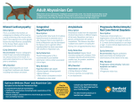 Abyssinian Cat - Banfield Pet Hospital