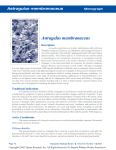 Astragalus membranaceus Monograph