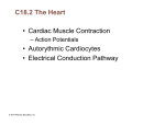 C18.2 The Heart • Cardiac Muscle Contraction • Autorythmic