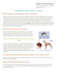 Heartworm Disease in Dogs – Testing