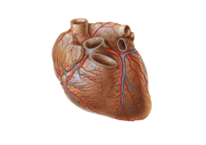 Thorax-Heart Blood Supply, Innervation