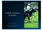 Cardiac murmurs in horses