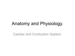 Anatomy and Physiology. Cardiac and Conduction System.