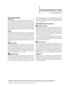 Hemobartonellosis in Cats