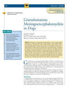 Granulomatous Meningoencephalomyelitis in Dogs