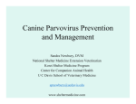 Canine Parvovirus Prevention and Management