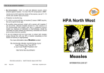 Measles information leaflet