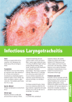 Infectious Laryngotracheitis
