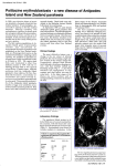 Psittacine erythroblastosis - a new disease of Antipodes