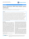 Piscine orthoreovirus (PRV) infects Atlantic