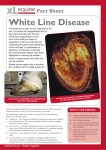 White Line Disease