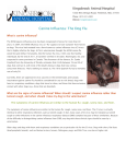 Canine Influenza: The Dog Flu