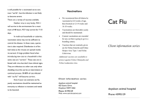 Cat Flu - Doyalson Animal Hospital