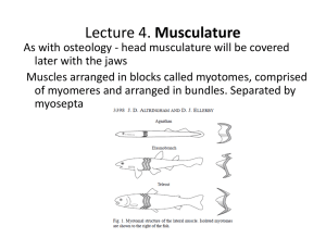 Lecture 4. Musculature