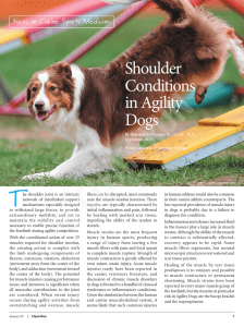Shoulder Conditions in Agility Dogs