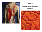Introduction to Sense Organs