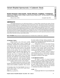 Variant Bicipital Aponeurosis: A Cadaveric Study