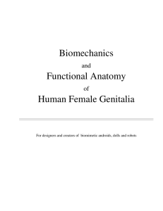 Biomechanics Functional Anatomy Human Female Genitalia