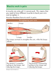 Muscles work in pairs