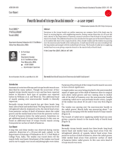 Fourth head of triceps brachii muscle – a case report