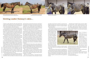 Getting under Guinny`s skin... - Backstretch Equine and Canine
