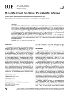 The anatomy and function of the obturator externus