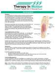 Hamstring Strain - Therapy In Motion