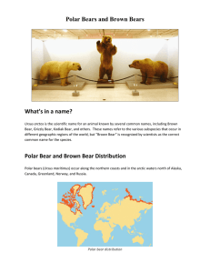 Polar Bears and Brown Bears - Natural Science Research Laboratory