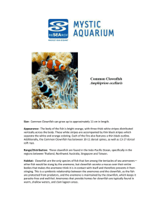 Common Clownfish Amphiprion ocellaris