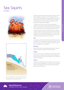 Sea Squirts - Natural Resources South Australia