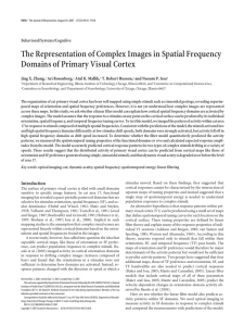The Representation of Complex Images in Spatial Frequency