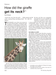 How did the giraffe get its neck?1