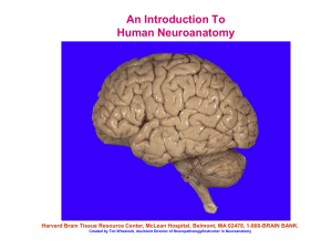 An Introduction To Human Neuroanatomy
