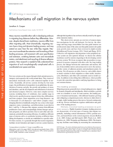 Mechanisms of cell migration in the nervous system