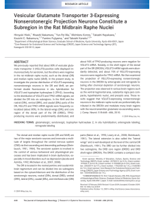 Vesicular glutamate transporter 3