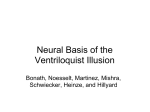 Neural Basis of the Ventriloquist