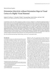 Orientation Selectivity without Orientation Maps in Visual Cortex of a