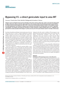 Bypassing V1: a direct geniculate input to area MT