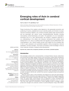 Emerging roles of Axin in cerebral cortical development