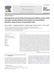 Spinogenesis and pruning in the primary auditory