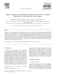 Effects of galanin on wide-dynamic range neuron activity