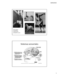 Sistemas sensoriales - U