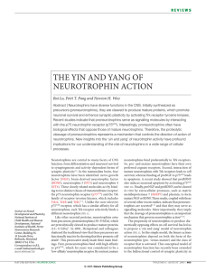 THE YIN AND YANG OF NEUROTROPHIN ACTION