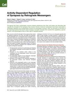 Activity-Dependent Regulation of Synapses by Retrograde